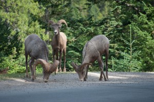 Big Horn Sheep